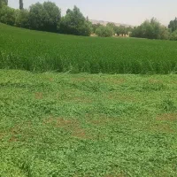 یونجه چین دوم