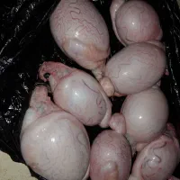 بیضه گوسفند تازه