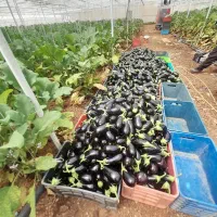 استخدام دو نفر کارگر دائم گلخانه