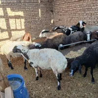 ۳۰ راس میش داشتی چاق|حیوانات مزرعه|جوادآباد, |دیوار