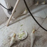 عروس هلندی