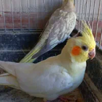 ۱۰ عدد عروس هلندی مولد
