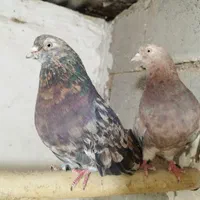 جفت نر و ماده سرور|پرنده|اصفهان, همدانیان|دیوار