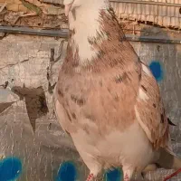 نر هما سرور|پرنده|نهاوند, |دیوار