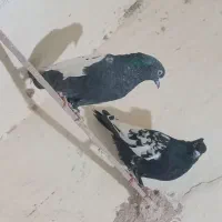 کبوتر|پرنده|زاوه, |دیوار