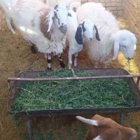 بره