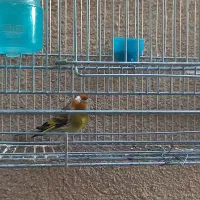 نقد|پرنده|فسا, |دیوار