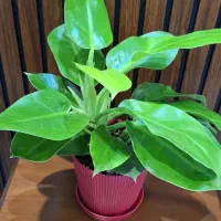 تخفیف گل و گیاه به مناسبت روز مادر|گل و گیاه طبیعی|اهواز, نادری|دیوار