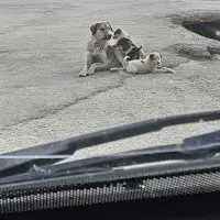 ۴ عدد توله سگ مناسب نگهبان