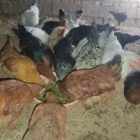مرغ وخروس ارزون ازهمه جارزانتر مرغ تخم گذار گلپایه