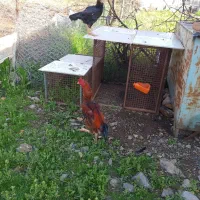 مرغ لاری خروس اشامو