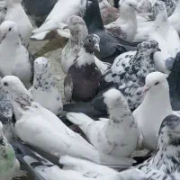 ۲۰۰تا کفتر ساعت بالا تهرانی|پرنده|نهاوند, |دیوار