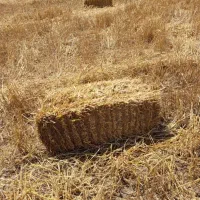 کاه