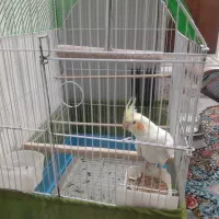 عروس هلندی ۳ماهه|پرنده|ری, علایین|دیوار