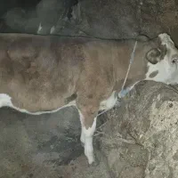 گاو سیمینتال اصل|حیوانات مزرعه|بیجار, |دیوار