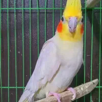 یک عدد عروس هلندی لوتینو|پرنده|بهشهر, |دیوار