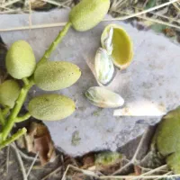 خرید. پسته