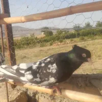 کله سیاه کبوتر|پرنده|آشخانه, |دیوار