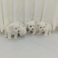 توله شیتزو خوشگل