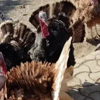 به یک نفرماهربرای جمع کردن بوقلمون محلی