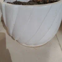 گلدان های سرامیکی قیمت را در قسمت توضیحات ببینید