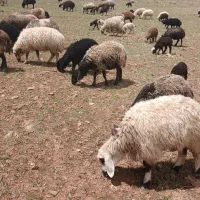 میش افشاری بابره