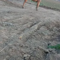 سگ عالی
