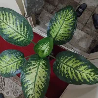 گل و گیاه|گل و گیاه طبیعی|تهران, مخصوص|دیوار