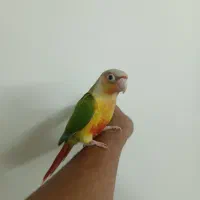 طوطی گرینچیک دستی ، فول رام