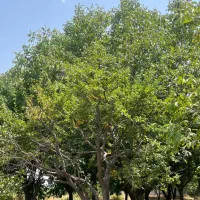فروش-باغ