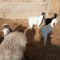 شش تابزغاله دانه ۴م از۱۵تا۲۲کیلو شش تا۲۴میلیون