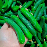 خیار ریز قلمی برای خیارشوری