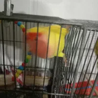 دو عدد کوتوله نر