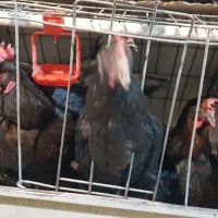 مرغ سیاه و تخم مرغ خوراکی سیاه محلی ارگانیک