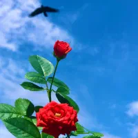 پذیرایی و شستن فرش