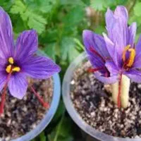 زعفران گلدانی هدیه خاص برای روز مادر