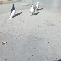 یه جفت یه بالی سیاه بدون عیب|حیوانات|شال, |دیوار