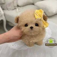 پانسیون مخصوص حیوانات خانگی سگ فقط نژاد کوچک
