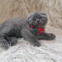 مجوعه ایران کتز ( گربه های اشرافی)|گربه|شهرکرد, |دیوار