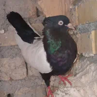 سینه سیاه ماده قواره دار آس