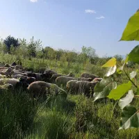 گوسفند قربانی