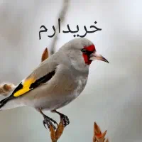جوجه سهره