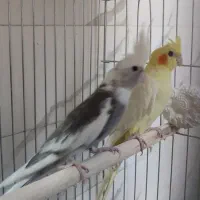 عروس هلندی مولد  سرحال|پرنده|زابل, |دیوار