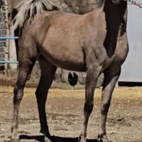 کره ۲ساله از سهیل حیدر
