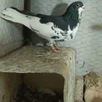 کفتر بی نظیر شهری خوشرنگ