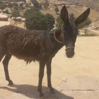 الاغ سرحال...پست جهت خنده هست