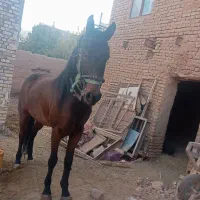 اسب|اسب و تجهیزات اسب‌سواری|تربت جام, میان جام|دیوار