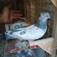 کبوتر سینه سبز|پرنده|شیراز, تحویلی|دیوار