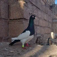 کبوتر کفتر