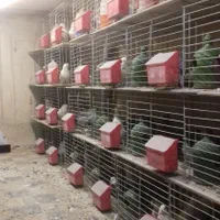 قفس کفتر (جفتکن ،جفتگاه، پاجفتی کبوتر)|لوازم جانبی حیوانات|اصفهان, شفق|دیوار